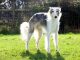 Silken Windhound