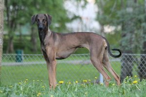 Sloughi - A North African Sighthound