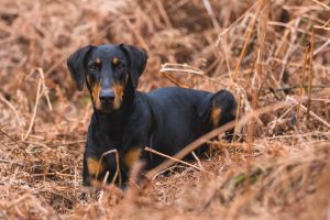 Smaland Hound - Multifunctional Sporting Dog