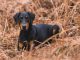 Smaland Hound