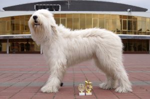 South Russian Ovcharka - White Sheepdog