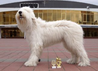 South Russian Ovcharka