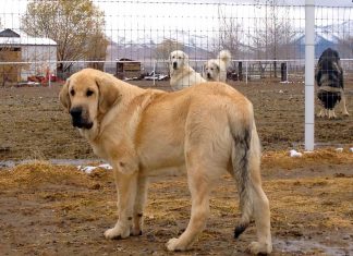 Spanish Mastiff - A Giant Dog Spanish Mastiff