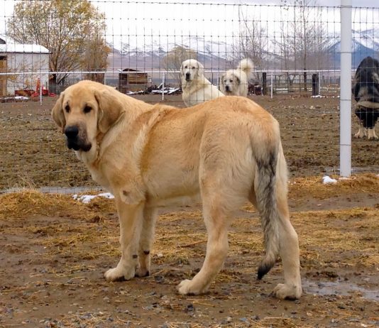 Spanish Mastiff