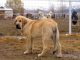 Spanish Mastiff