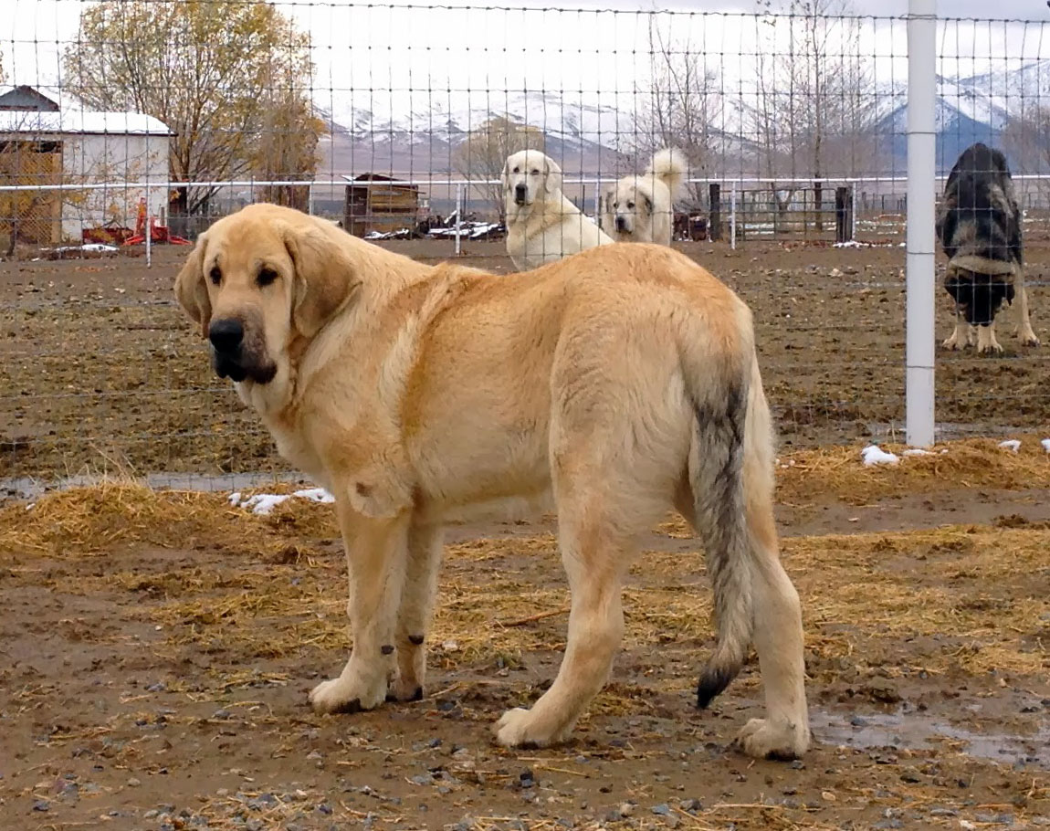 Spanish Mastiff Puppies Facts Pictures Breeders Characteristics Temperament Animals Breeds