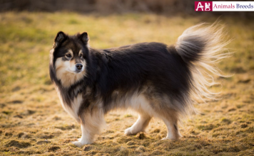 Swedish Lapphund