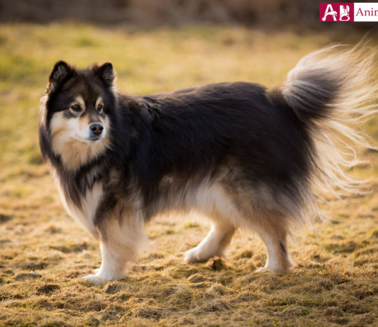 Swedish Lapphund