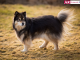 Swedish Lapphund