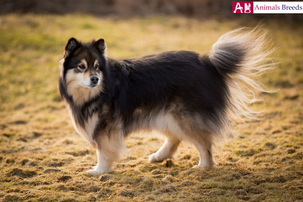 Swedish Lapphund Facts Pictures Puppies Temperament Information Animals Breeds
