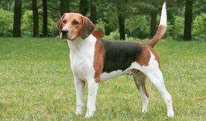 Harrier Dog - Facts, Pictures, Appearance, Temperament
