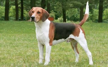 Harrier Dog - Facts, Pictures, Appearance, Temperament harrier dog