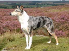 smooth collie