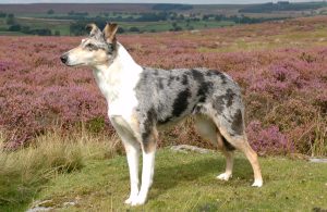 Smooth Collie - Short Coated Version Of Rough Collie