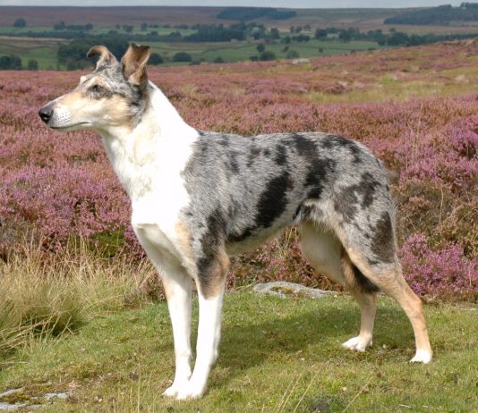 smooth collie