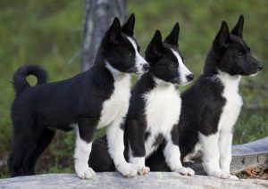 Karelian Bear Dog