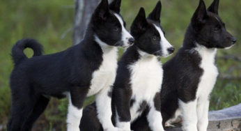 கரேலியன் கரடி நாய்