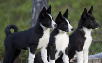 Karelian Bear Dog Karelian Bear Dog