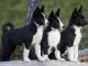 Karelian Bear Dog