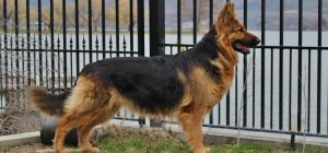 King Shepherd - Muscular and Robust Dog