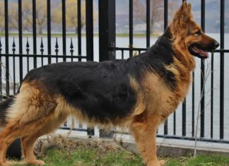 King Shepherd