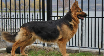 is the greater swiss mountain dog considered aggressive