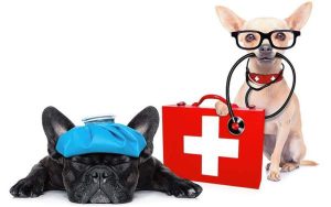 Discover Great Pet Insurance Companies