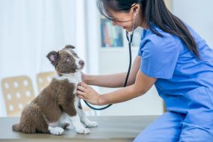Pet Insurance: What Is, How Much, Coverage, and More