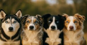 Why Do Some Dogs Have Blue Eyes? Breed Secrets Revealed