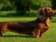 Why Are Dachshunds So Long? The History Behind the Shape