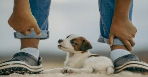 The Most Expensive Dog Breeds in the World – And Why